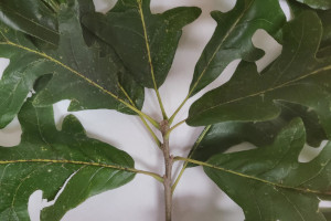 Bur Oak Leaves